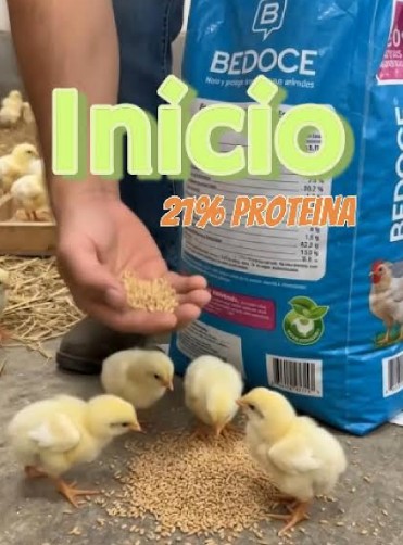 inicio para aves x kilo